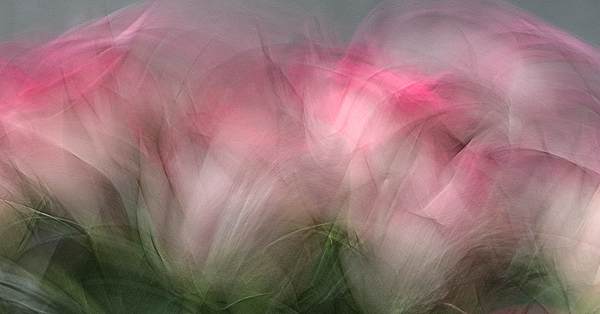cRoswithaStelzer_Rose_Sita_Fotografie-Photography-Footografie-stelzerroswitha_FineArt_conteAmporary_Closeup
