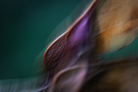 cRoswithaStelzer_Rose_Sita_Photography-Fotografie_stelzerroswitha_FineArt-_Contemporary_Closeup