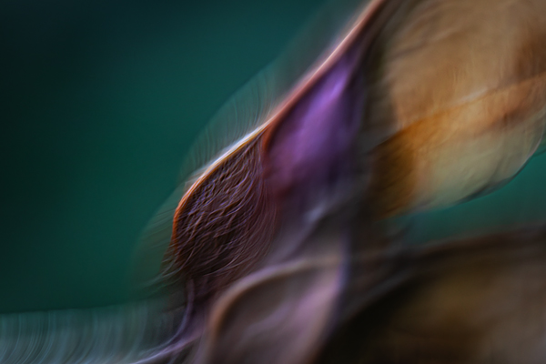 cRoswithaStelzer_Rose_Sita_Photography-Fotografie_stelzerroswitha_FineArt-_Contemporary_Closeup