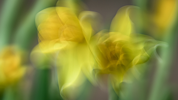 cRoswithaStelzer_Rose_Sita_Photography-Fotografie_stelzerroswitha_FineArt-_Contemporary_Closeup