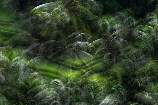 cRoswithaStelzer_Rose_Sita_Photography-Fotografie_stelzerroswitha_FineArt-_Contemporary