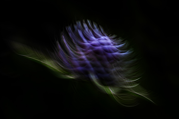 cRoswithaStelzer_Rose_Sita_Photography-Fotografie_stelzerroswitha_FineArt-Contemporary