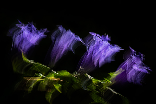 cRoswithaStelzer_Rose_Sita_Photography-Fotografie_stelzerroswitha_FineArt-_Contemporary