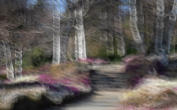 cRoswithaStelzer_Rose_Sita_Photography-Fotografie_stelzerroswitha_FineArt-_Contemporary