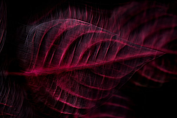 cRoswithaStelzer_Rose_Sita_Photography-Fotografie_stelzerroswitha_FineArt_Contemporary_Closeup