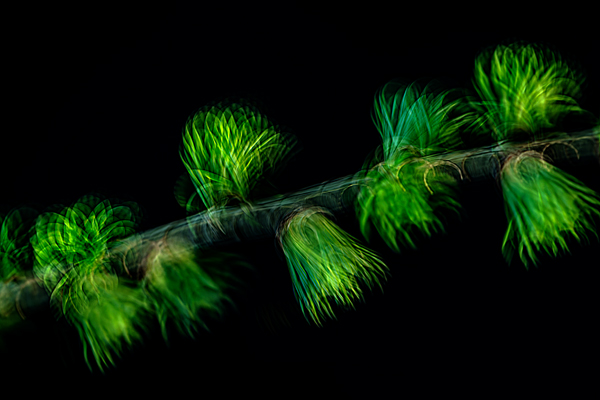 cRoswithaStelzer_Rose_Sita_Photography-Fotografie_stelzerroswitha_FineArt_Contemporary