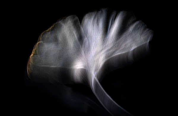 cRoswithaStelzer_Rose_Sita_Photography-Fotografie_stelzerroswitha_FineArt_Contemporary