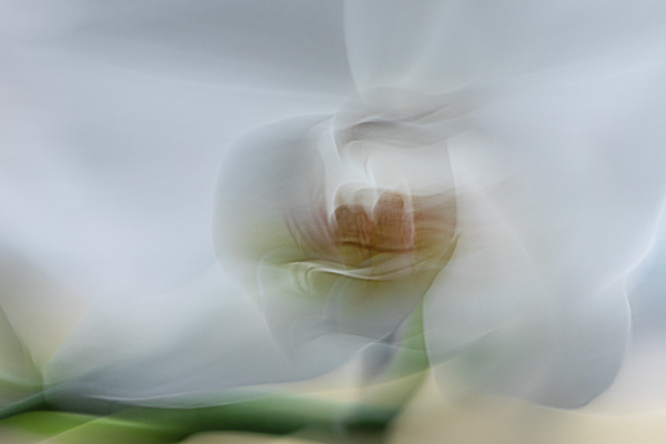 cRoswithaStelzer_Rose_Sita_Photography-Fotografie_stelzerroswitha_FineArt_Contemporary_Closeup