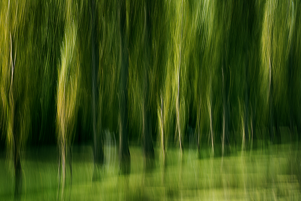 cRoswithaStelzer_Rose_Sita_Photography-Fotografie_stelzerroswitha_FineArt_contemporary_