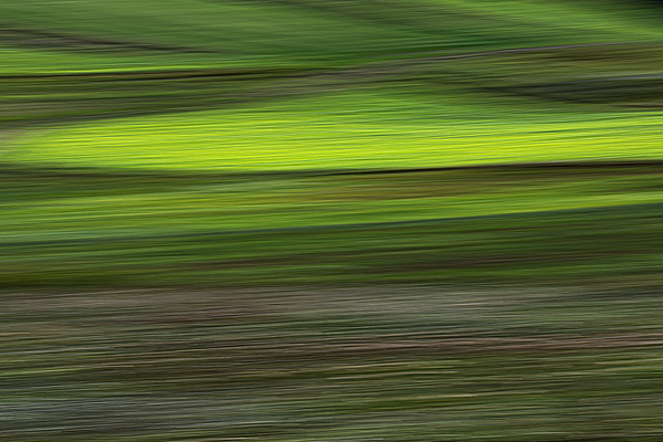cRoswithaStelzer_Rose_Sita_Photography-Fotografie_stelzerroswitha_FineArt-Contemporary_