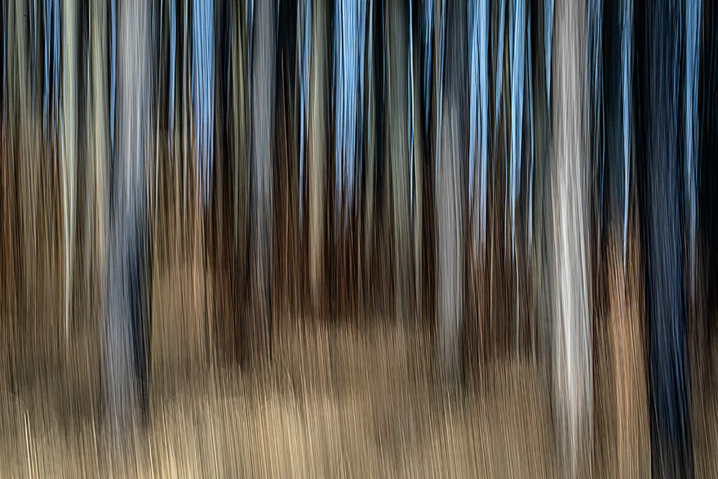 cRoswithaStelzer_Rose_Sita_Photography-stelzerroswitha_FineArt_Contemporary