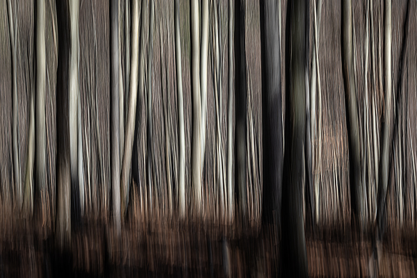 cRoswithaStelzer_Rose_Sita_Photography-Fotografie_stelzerroswitha_FineArt_contemporary_