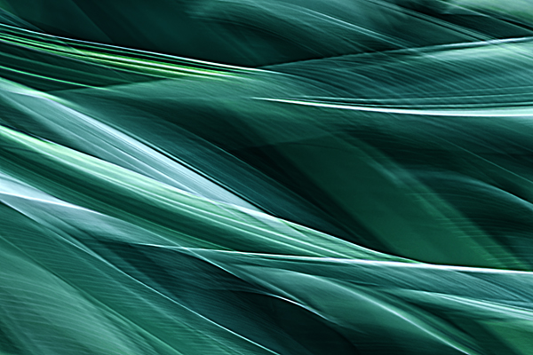 cRoswithaStelzer_Rose_Sita_Photography-Fotografie_stelzerroswitha_FineArt_Contemporary_Closeup