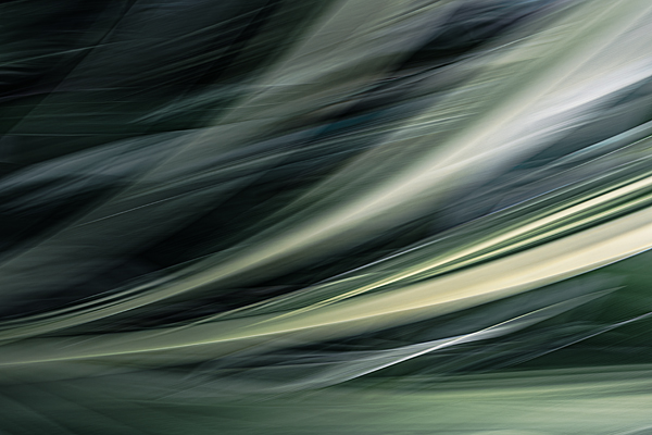 cRoswithaStelzer_Rose_Sita_Photography-Fotografie_stelzerroswitha_FineArt_Contemporary_Closeup