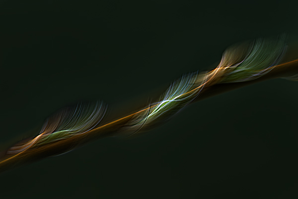cRoswithaStelzer_Rose_Sita_Photography-Fotografie_stelzerroswitha_FineArt-
