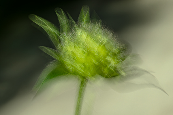 cRoswithaStelzer_Rose_Sita_Photography-Fotografie_stelzerroswitha_FineArt_contemporary_