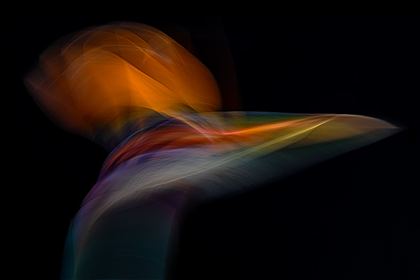 cRoswithaStelzer_Rose_Sita_Photography-Fotografie_stelzerroswitha_FineArt_contemporary_