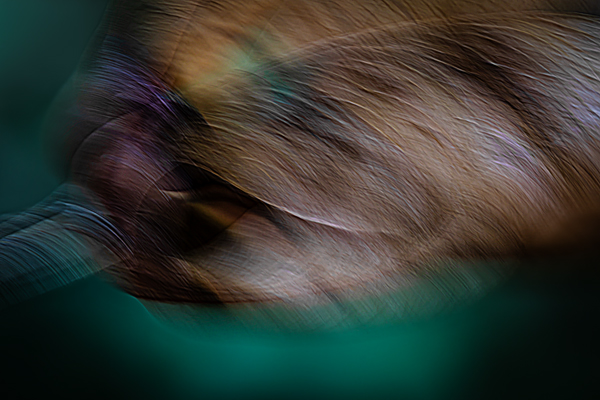 cRoswithaStelzer_Rose_Sita_Photography-Fotografie_stelzerroswitha_FineArt_contemporary_