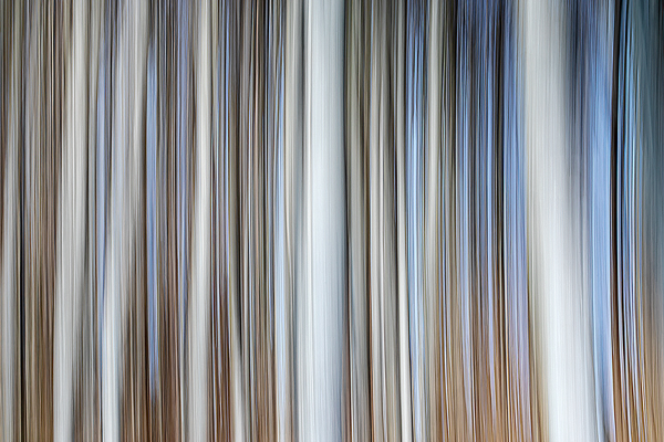 cRoswithaStelzer_Rose_Sita_Photography-Fotografie_stelzerroswitha_FineArt_contemporary_