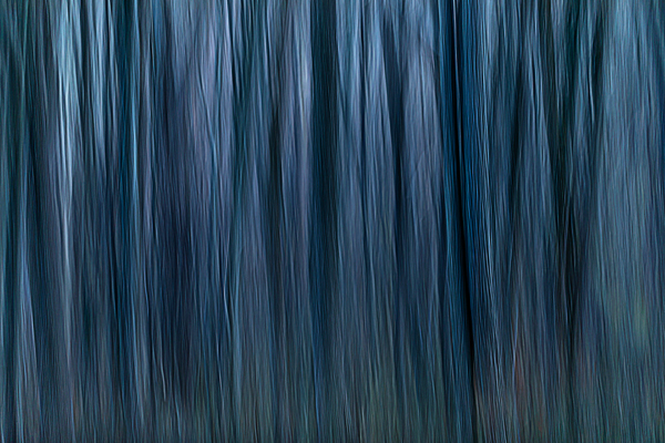 cRoswithaStelzer_Rose_Sita_Photography-Fotografie_stelzerroswitha_FineArt_contemporary_
