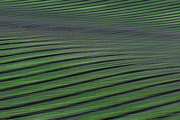 cRoswithaStelzer_Rose_Sita_Photography-Fotografie_stelzerroswitha_FineArt_contemporary_