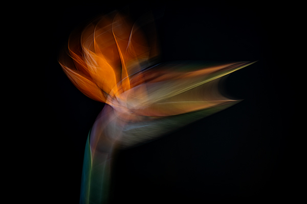 cRoswithaStelzer_Rose_Sita_Photography-Fotografie_stelzerroswitha_FineArt_contemporary_