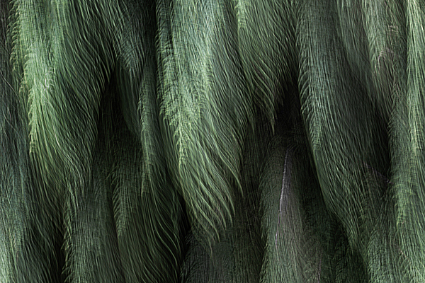 cRoswithaStelzer_Rose_Sita_Photography-Fotografie_stelzerroswitha_FineArt_contemporary_