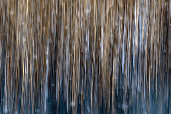 cRoswithaStelzer_Rose_Sita_Photography-Fotografie_stelzerroswitha_FineArt_contemporary_
