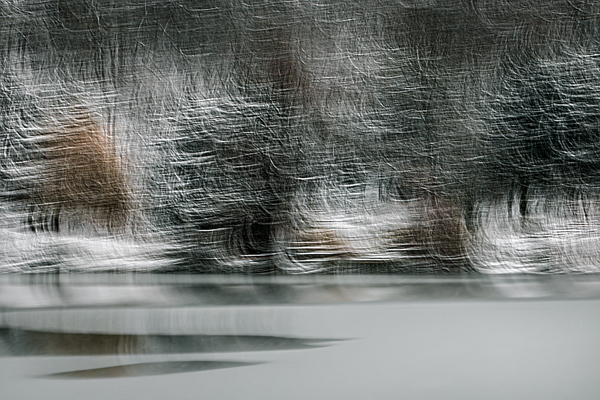 cRoswithaStelzer_Rose_Sita_Photography-Fotografie_stelzerroswitha_FineArt_contemporary_