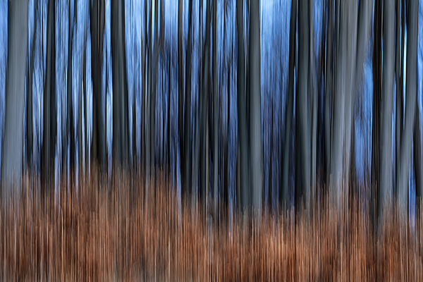 cRoswithaStelzer_Rose_Sita_Photography-Fotografie_stelzerroswitha_FineArt_contemporary_