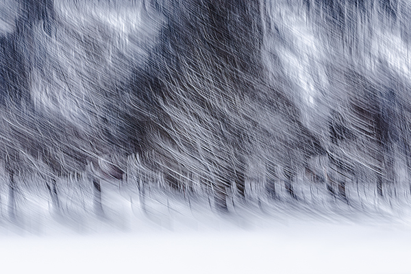 cRoswithaStelzer_Rose_Sita_Photography-Fotografie_stelzerroswitha_FineArt_contemporary_