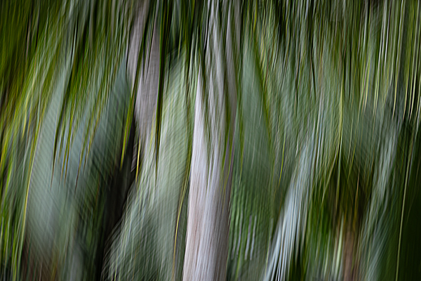 cRoswithaStelzer_Rose_Sita_Photography-Fotografie_stelzerroswitha_FineArt_contemporary_